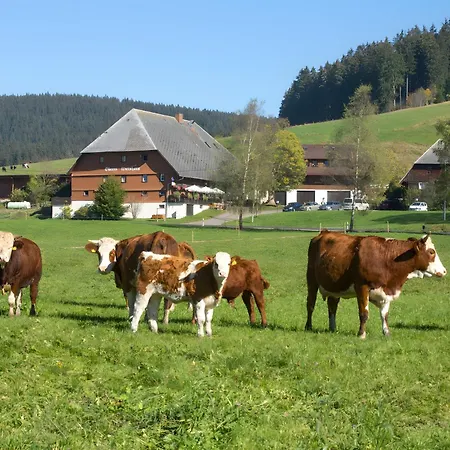 Hirschen Titisee-Neustadt